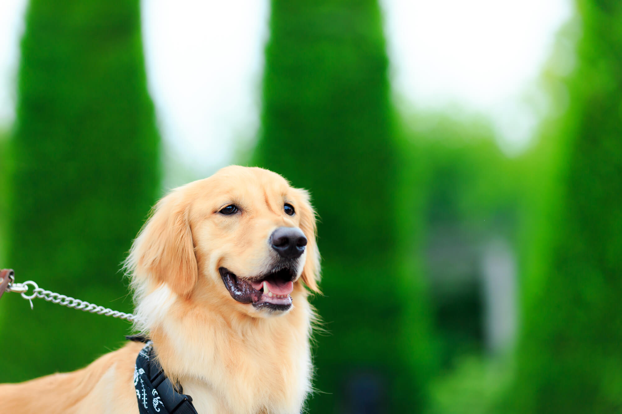 まとめ｜肩掛けリードを上手に使って快適な散歩を楽しもう